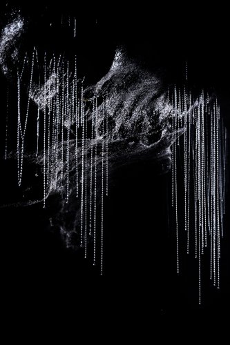 Okupata cave (Tongariro National Park, Nouvelle Zélande) - Fils de glowworms (vers luisants) au plafond éclairés en contre-jour(SP-24-2791)