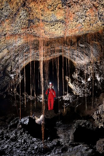 Tube de lave (Auckland, Nouvelle Zélande) - Racines d'arbres tombant du plafond (plafond avec dépôts jaunes de soufre)(SP-24-2803)