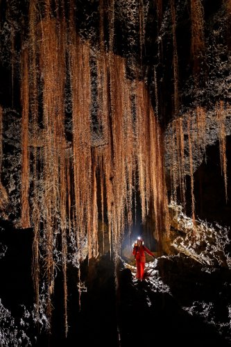 Tube de lave (Auckland, Nouvelle Zélande) - Rideaux de racines d'arbres tombant du plafond.(SP-24-2804)