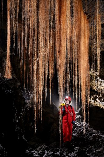 Tube de lave (Auckland, Nouvelle Zélande) - Rideaux de racines d'arbres tombant du plafond (plan serré)(SP-24-2808)