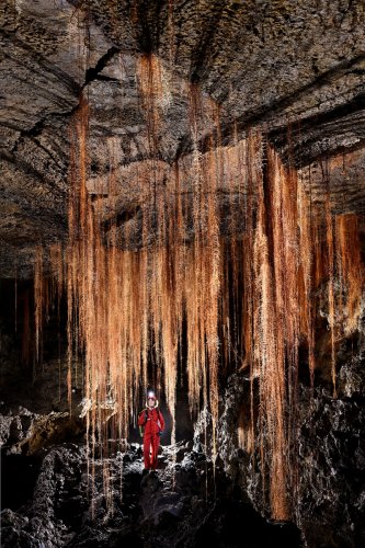 Tube de lave (Auckland, Nouvelle Zélande) - Rideaux de racines d'arbres tombant du plafond. Plan général(SP-24-2811)