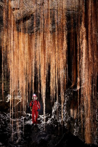 Tube de lave (Auckland, Nouvelle Zélande) - Rideaux de racines d'arbres tombant du plafond.(SP-24-2819)
