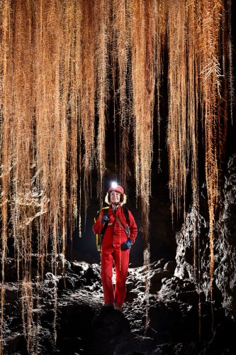 Tube de lave (Auckland, Nouvelle Zélande) - Rideaux de racines d'arbres tombant du plafond (plan rapproché avec spéléo).(SP-24-2825)