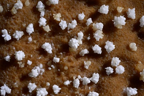 Grotte Flandin (Ardèche) - Ensemble de petites fleurs de calcite blanches(SP-25-0537)