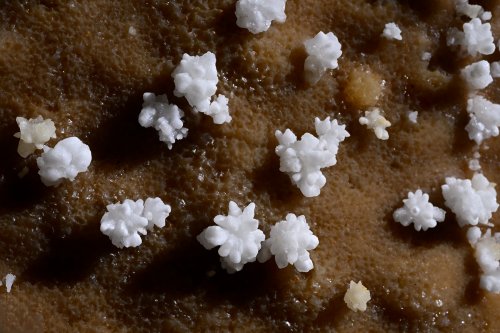 Grotte Flandin (Ardèche) - Ensemble de petites fleurs de calcite blanches(SP-25-0539)