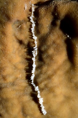 Grotte Flandin (Ardèche) - Petite cristaux de calcite blanche se développant le long d'une micro fracture (SP-25-0551)