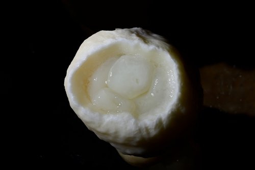 Grotte Flandin (Ardèche) - Sommet d'une stalagmite surcreusée par l'eau(SP-25-0553)