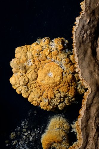 Grotte Flandin (Ardèche) - Collerette de calcite au bord d'un gour(SP-25-0555.jpg)