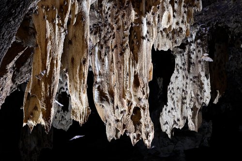 Gcwihaba cave (Botswana) - Ensemble de stalactites massives couvertes de chauves-souris (horizontale)(SP-25-0795)
