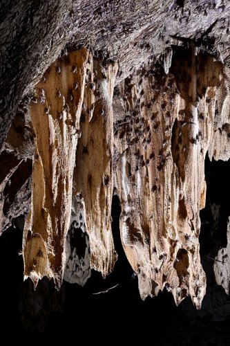 Gcwihaba cave (Botswana) - Ensemble de stalactites massives couvertes de chauves-souris (verticale)(SP-25-0797)