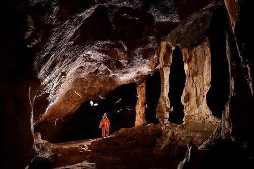 Gcwihaba cave (Botswana) - Galerie avec piliers sur le côté et chauves-souris en vol.(SP-25-1096)