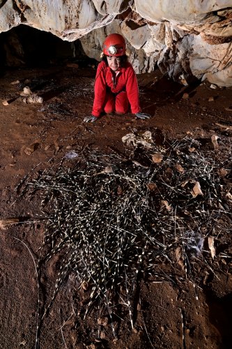 Gcwihaba cave (Botswana) - Restes d'épines d'un porc-épic dévoré par un léopard.(SP-25-1144)