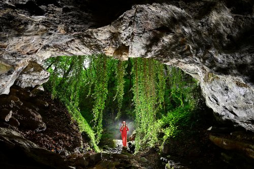 Grotte du Lavencou (Aveyron) - Entrée : spéléo dans un rideau de lierre (SP-25-1282)
