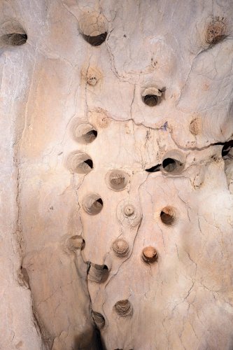 Caverna de Venado (Alajuela, Costa Rica) -  Détail de "bell holes" au plafond (formes de corrosion dues aux chauves-souris) dans la galerie d'entrée.(SP-25-2572)