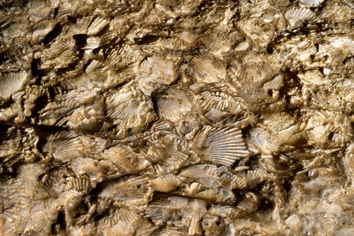 Caverna de Venado (Alajuela, Costa Rica) -  Fossiles de coquillages.(SP-25-2582)