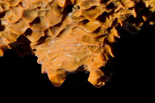 Tunel Royal Palm (Santa Cruz, Galapagos, Equateur) -  Détail de  stalactites jaunes avec micro gours inversés(SP-26-0070)