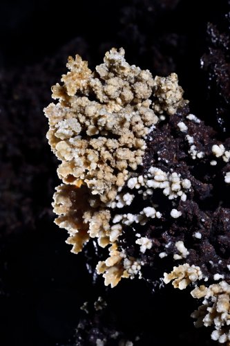 Tunel Royal Palm (Santa Cruz, Galapagos, Equateur) - Détail de dépôts carbonatés sur du basalte(SP-26-0072)