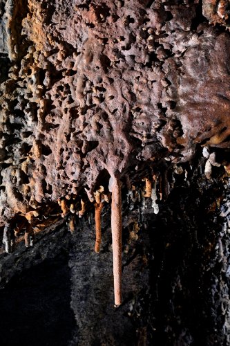 Tunel del Alba (Santa Cruz, Galapagos, Equateur) -  Stalactites colorées au plafond d'un tube de lave(SP-26-0119)