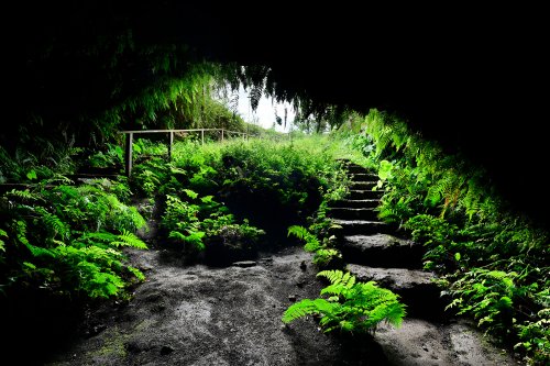 Cueva de Sucre (Isabela, Galapagos, Equateur) - Entrée du tube de lave.(SP-26-0170)