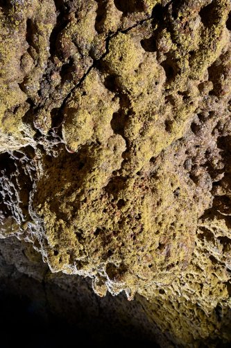 Cueva de Sucre (Isabela, Galapagos, Equateur) - Détail de bactéries jaunes au plafond d'un tube de lave (plan serré).(SP-26-0182)