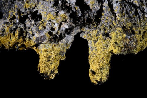 Cueva de Sucre (Isabela, Galapagos, Equateur) - Détail de deux stalactites de lave couvertes de bactéries jaunes(SP-26-0190)