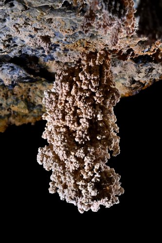 Tunel del Alba (Santa Cruz, Galapagos, Equateur) - Stalactite de lave recouverte d'un concrétionnement de calcite.(SP-26-0207)