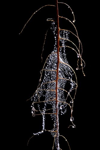 Tunel del Alba (Santa Cruz, Galapagos, Equateur) - Fine racine couverte de gouttelettes d'eau (détail)(SP-26-0215)