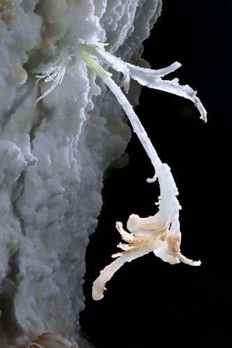 Grotte de Geophysicheskaya (Turkménistan) - Petite fleur fine de gypse à la pointe colorée en orange(SP-26-0363)