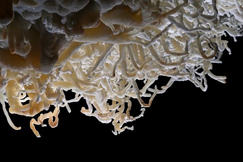 Grotte de Geophysicheskaya (Turkménistan) - Plafond couvert de d'excentriques d'aragonite coralloïde colorée (orange) (SP-26-0372)
