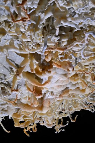 Grotte de Geophysicheskaya (Turkménistan) - Plafond couvert d'excentriques d'aragonite coralloÏde colorée (orange)(SP-26-0375)