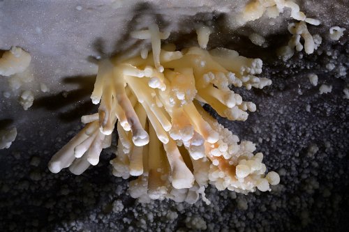 Grotte de Geophysicheskaya (Turkménistan)  - Bouquet d'aragonite coralloïde ("anémone")(SP-26-0377)