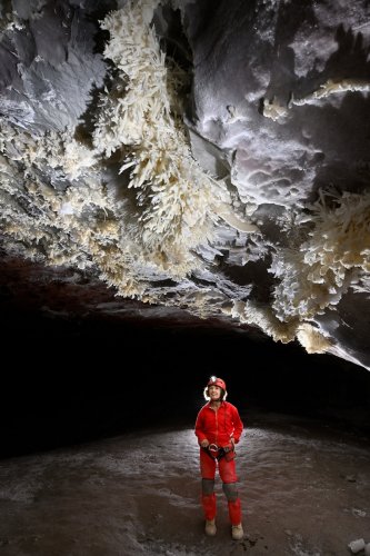 Grotte de Geophysicheskaya (Turkménistan) - Spéléo sous un plafond avec  bouquets d'aragonite coralloïde jaune (SP-26-0661)