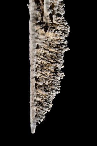 Cueva Canuela (Cantabrie, Espagne) - Galeria de las sierras : détail d'une pointe de stalactite plate en forme de scie formée par le vent(SP-26-1039)
