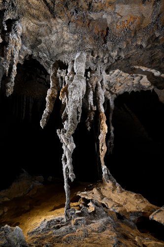 Cueva Canuela (Cantabrie, Espagne) - Galeria de las sierras : stalactites massives aux formes noueuses atteignant le sol.(SP-26-1049)