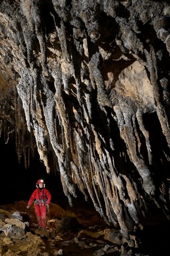 Cueva Canuela (Cantabrie, Espagne) - Galeria de las sierras : paroi couverte de stalactites massives  penchées par le vent(SP-26-1054)