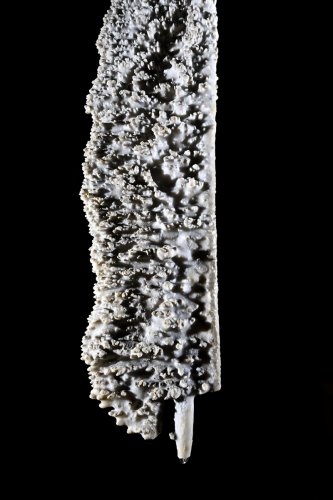 Cueva Canuela (Cantabrie, Espagne) - Stalactite plate crée par le vent (la calcite se dépose face au courant d'air)
(SP-26-1088)