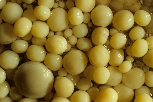 Perles des cavernes(Spe-02087)