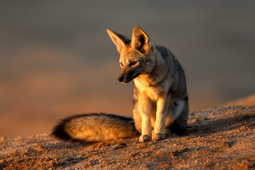 vo-07-1496-recadre(VO-07-1496-Recadré.jpg)