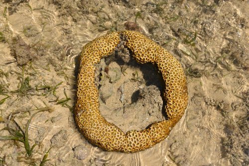 vo-12-0886(VO-12-0886.jpg)