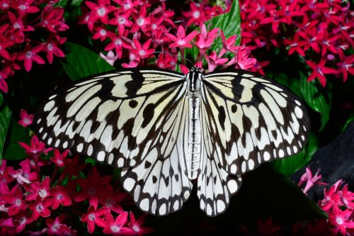 Papillon noir et blanc sur des fleurs(VO-12-0976)