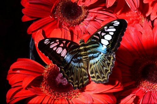 Papillon sur des fleurs(VO-12-0984)