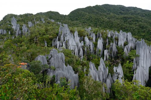 Les Pinacles (Gunung Mulu National Park, Bornéo, Malaisie.(VO-13-0447)