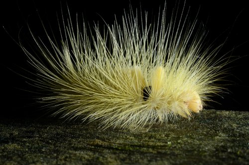 Gunung Mulu National Park ( Bornéo, Malaisie) - Faune : chenille à poils blancs.(VO-13-0541)