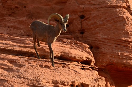 Valley of Fire State Park (Nevada, USA)- bouquetin(VO-14-1167)