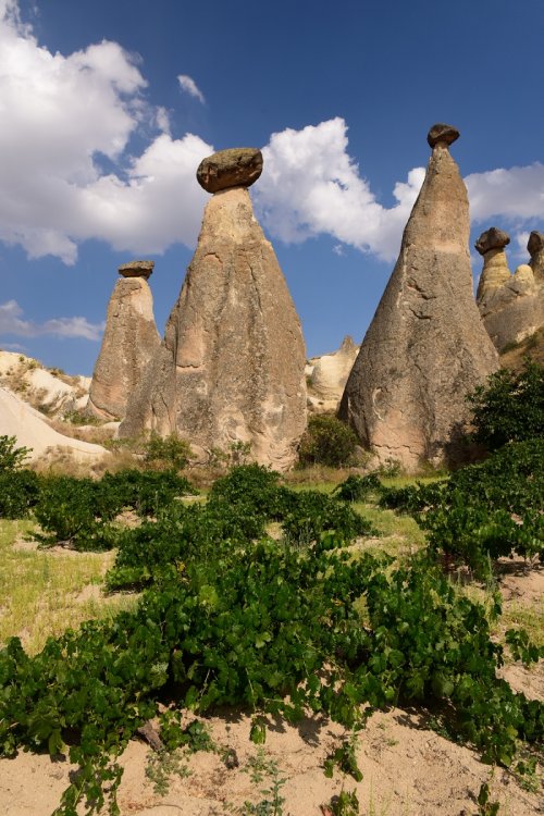Turquie - Cappadoce - Vallée de Göreme - Cheminées de fées dans les tufs volcaniques(VO-15-0815)