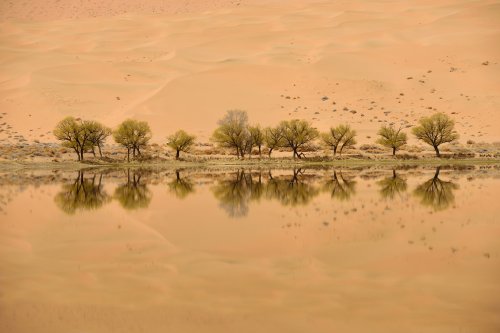 Désert du Badain Jaran (Chine, Mongolie Intérieure) - Arbres bordant le Lac de Indertu au pied de la dune de Bilutu(VO-16-1091)