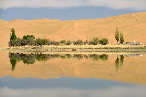 Désert du Badain Jaran (Chine, Mongolie Intérieure) - Arbres bordant le Lac de Indertu au pied de la dune de Bilutu(VO-16-1094)