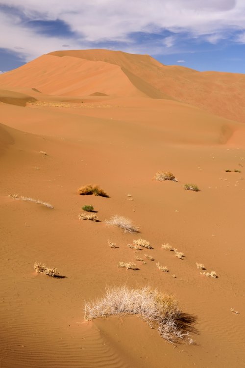 Désert du Badain Jaran (Chine, Mongolie Intérieure) - Versant sud de la dune de Bilutu(VO-16-1112)