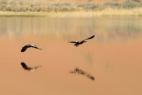 Désert du Badain Jaran (Chine, Mongolie Intérieure) - Couple de canards sur le Lac de South Suming Ji Ling (VO-16-1216)