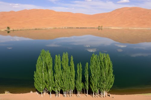 Désert du Badain Jaran (Chine, Mongolie Intérieure) - Bouquet de peupliers au bord du lac de South Suming Ji Ling.  (VO-16-1248)